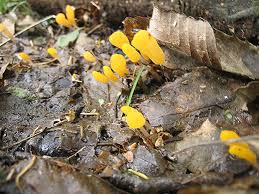 Attēlu rezultāti vaicājumam “Mitrula paludosa”