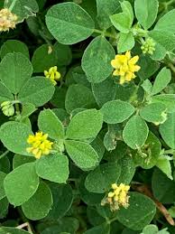 Attēlu rezultāti vaicājumam “Medicago”