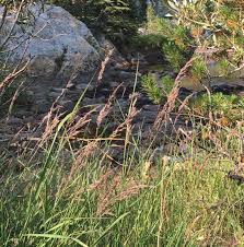 Attēlu rezultāti vaicājumam “Calamagrostis stricta”