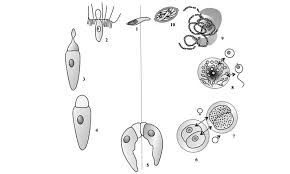 Attēlu rezultāti vaicājumam “Aphodius subterraneus imago”