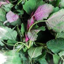 Attēlu rezultāti vaicājumam “Chenopodium album leaf”