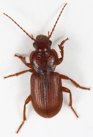 Attēlu rezultāti vaicājumam “Quedius dilatatus”