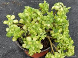 Image result for Aichryson