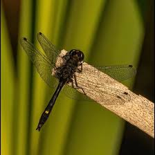 Attēlu rezultāti vaicājumam “Leucorrhinia”