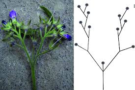 Attēlu rezultāti vaicājumam “Symphytum officinale flower”