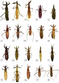 Attēlu rezultāti vaicājumam “Heteroptera”