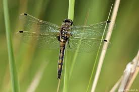 Attēlu rezultāti vaicājumam “Leucorrhinia rubicunda”