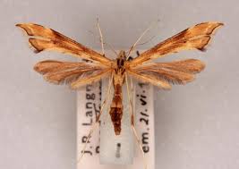 Attēlu rezultāti vaicājumam “Platyptilia tesseradactyla”