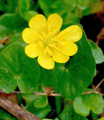 Attēlu rezultāti vaicājumam “Ficaria verna”