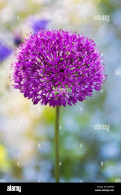 Attēlu rezultāti vaicājumam “Allium holandicum flower”
