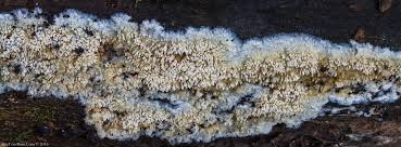 Attēlu rezultāti vaicājumam “Basidioradulum radula”