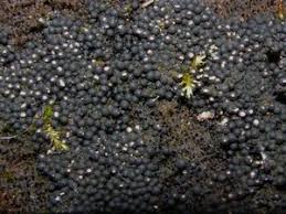 Attēlu rezultāti vaicājumam “Ruzenia spermoides”