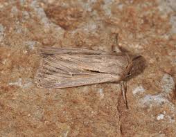 Attēlu rezultāti vaicājumam “Leucania comma”