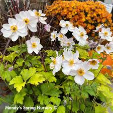 Attēlu rezultāti vaicājumam “Anemone sylvestris”