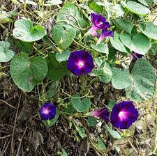 Image result for Prunkwinde