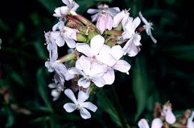 Attēlu rezultāti vaicājumam “Saponaria officinalis flower”