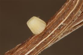 Attēlu rezultāti vaicājumam “Maniola jurtina”