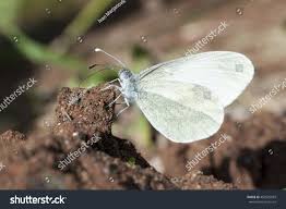 Attēlu rezultāti vaicājumam “Leptidea sinapis”