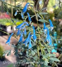 Attēlu rezultāti vaicājumam “Corydalis”