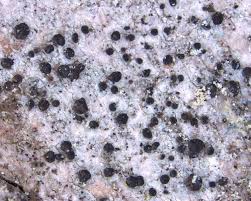 Attēlu rezultāti vaicājumam “Biatora sphaeroides”