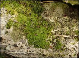 Attēlu rezultāti vaicājumam “Didymodon rigidulus sporophyte”