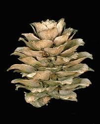 Attēlu rezultāti vaicājumam “Larix kaempferi fruit”