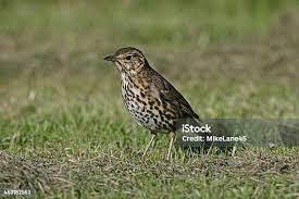 Attēlu rezultāti vaicājumam “Turdus philomelos”