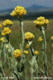 Attēlu rezultāti vaicājumam “Helichrysum arenarium”