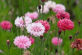 Image result for Centaurea cyanus
