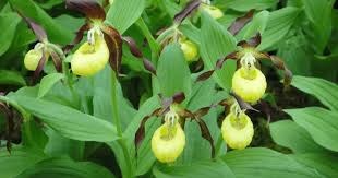 Attēlu rezultāti vaicājumam “Cypripedium calceolus leaf”