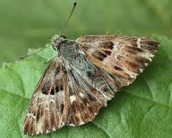 Attēlu rezultāti vaicājumam “Carcharodus floccifera”