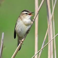 Attēlu rezultāti vaicājumam “Acrocephalus schoenobaenus adult”