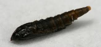 Attēlu rezultāti vaicājumam “Phyllonorycter apparella”