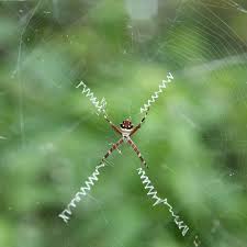 Image result for spider