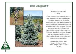 Attēlu rezultāti vaicājumam “Pseudotsuga menziesii”