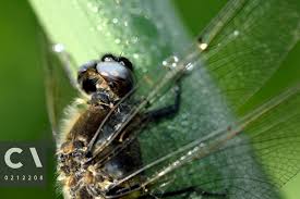 Attēlu rezultāti vaicājumam “Libellula fulva”