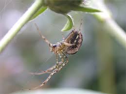 Attēlu rezultāti vaicājumam “Metellina segmentata”