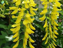 Attēlu rezultāti vaicājumam “Laburnum alpinum flower”