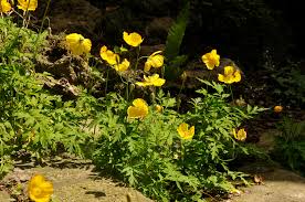 Image result for Meconopsis cambrica