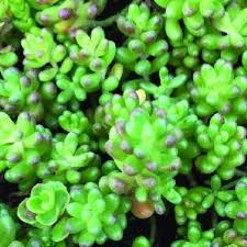 Attēlu rezultāti vaicājumam “Sedum sexangulare flower”