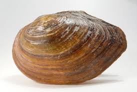 Attēlu rezultāti vaicājumam “Unio crassus”