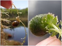Attēlu rezultāti vaicājumam “Utricularia minor bud”