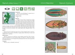 Attēlu rezultāti vaicājumam “Buprestidae”
