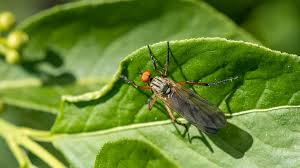 Attēlu rezultāti vaicājumam “Empididae”