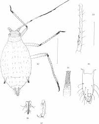 Attēlu rezultāti vaicājumam “Thecabius affinis nymph”