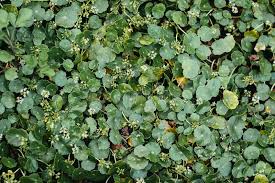 Attēlu rezultāti vaicājumam “Hydrocotyle vulgaris flower”