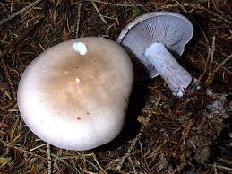 Attēlu rezultāti vaicājumam “Lepista sp.”