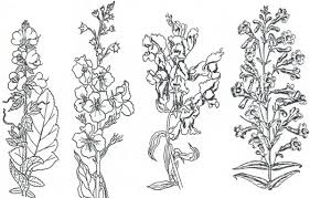 Attēlu rezultāti vaicājumam “Scrophulariaceae”