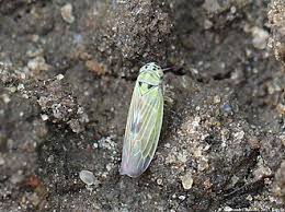 Attēlu rezultāti vaicājumam “Macrosteles sp.”