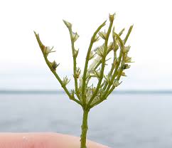 Attēlu rezultāti vaicājumam “Chara intermedia”